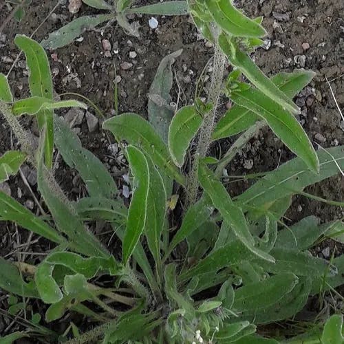 シベナガムラサキ（蕊長紫） (Echium vulgare)-i