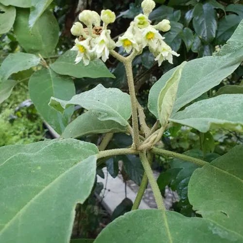 ヤンバルナスビ（山原茄子） (Solanum erianthum)-i