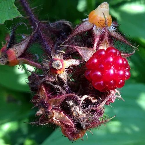 Wine raspberry (Rubus phoenicolasius)-i