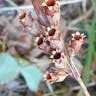 Oxlip (Primula elatior)-i