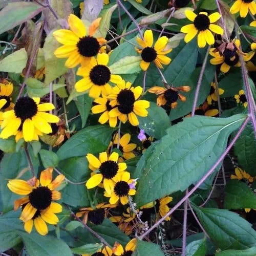 アラゲハンゴンソウ（荒毛反魂草） (Rudbeckia hirta)-i