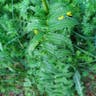 Yellow thistle (Cirsium erisithales)-i