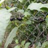 Garden-huckleberry (Solanum scabrum)-i