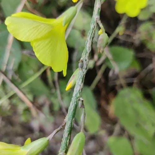 キバナアマ（黄金亜麻） (Reinwardtia indica)-i