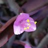 Purple queen (Tradescantia pallida)-i