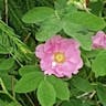 Cinnamon rose (Rosa majalis)-i