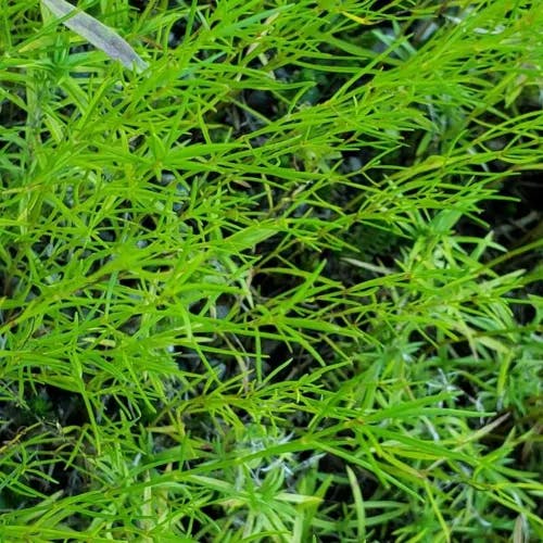 Pink tickseed (Coreopsis rosea)-i