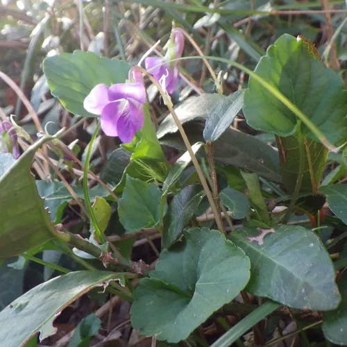 ニオイタチツボスミレ（匂立壺菫） (Viola obtusa)-i