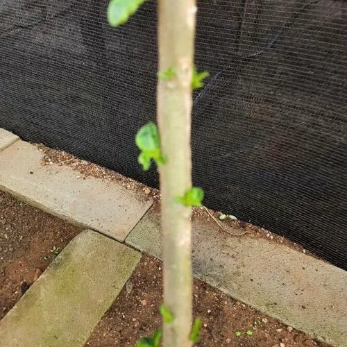 キダチチョウセンアサガオ（木立朝鮮朝顔） (Brugmansia suaveolens)-i