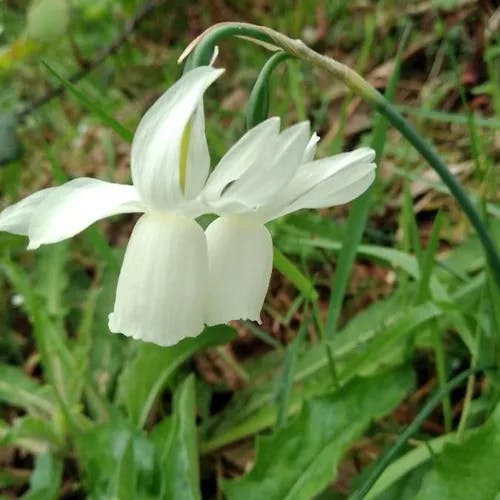 Angel's-tears (Narcissus triandrus)-i