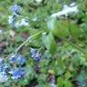 エゾムラサキ（蝦夷紫） (Myosotis sylvatica)-i