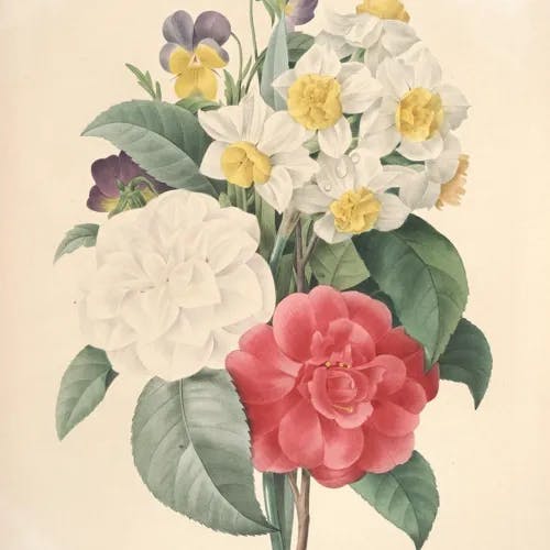 コスミレ（小菫） (Viola japonica)-i