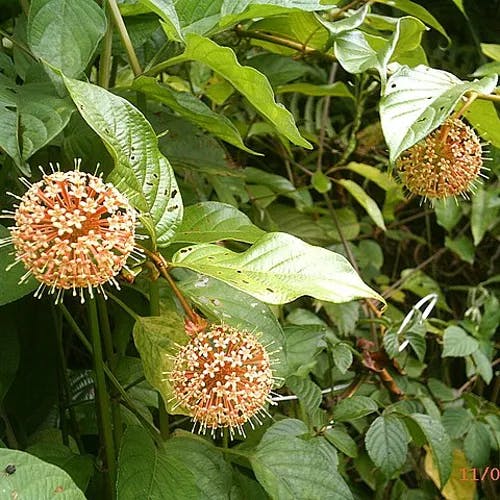 カギカズラ（鈎葛） (Uncaria rhynchophylla)-i