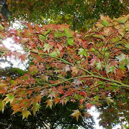 イタヤカエデ（板屋楓） (Acer pictum)-i