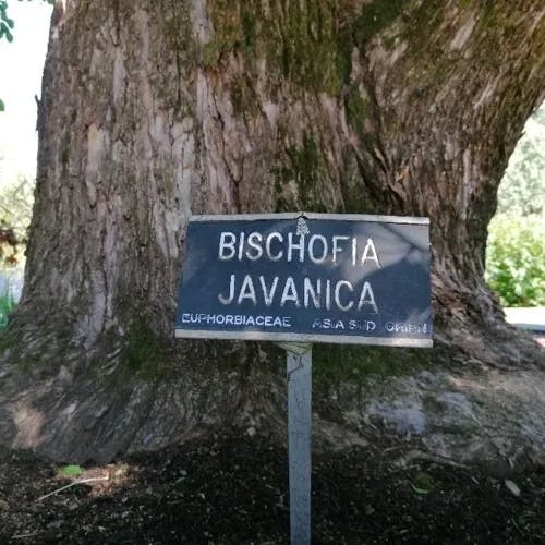 Bishopwood (Bischofia javanica)-i