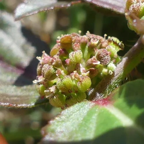 Asthmaplant (Euphorbia hirta)-i