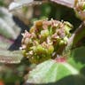 シマニシキソウ（島錦草） (Euphorbia hirta)-i