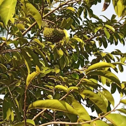 トゲバンレイシ（刺蕃茘枝） (Annona muricata)-i