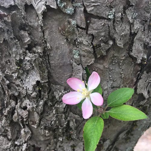 カイドウ（海棠） (Malus micromalus)-i