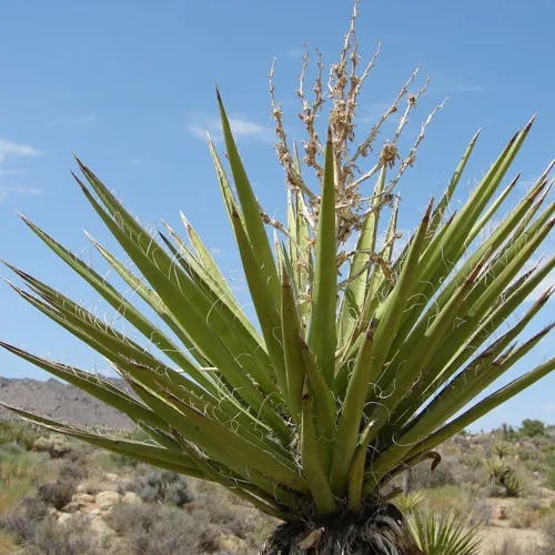 Mohave yucca (Yucca schidigera)-i