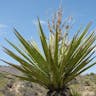 Mohave yucca (Yucca schidigera)-i