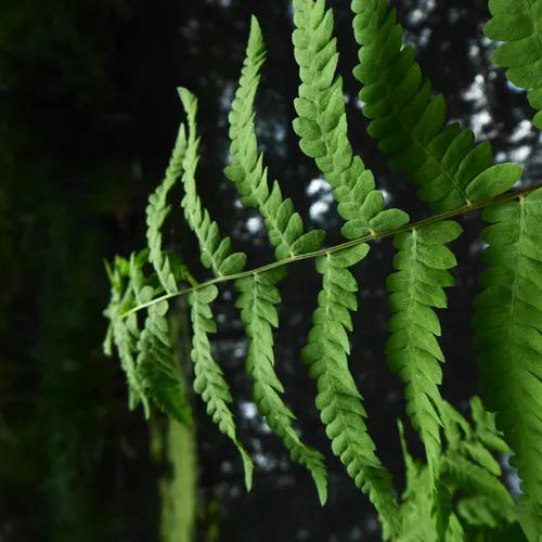 ヒメシダ（姫羊歯） (Thelypteris palustris)-i