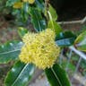 Lemonwood (Pittosporum eugenioides)-i