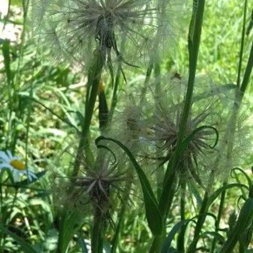 キバナムギナデシコ（黄花麦撫子） (Tragopogon pratensis)-i