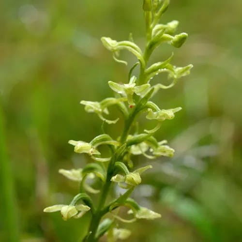 オオヤマサギソウ（大山鷺草） (Platanthera sachalinensis)-i