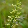 オオヤマサギソウ（大山鷺草） (Platanthera sachalinensis)-i