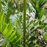 Golden leather fern (Acrostichum aureum)-i