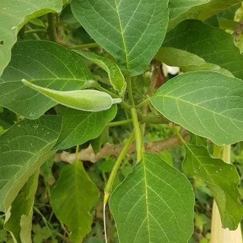 キダチチョウセンアサガオ（木立朝鮮朝顔） (Brugmansia suaveolens)-i