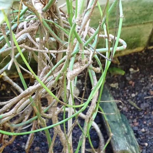リョクトウ（緑豆） (Vigna radiata)-i