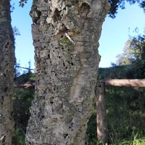 コルクガシ（コルク樫） (Quercus suber)-i