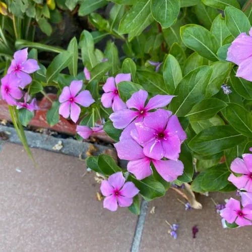 ニチニチソウ（日日草） (Catharanthus roseus)-i