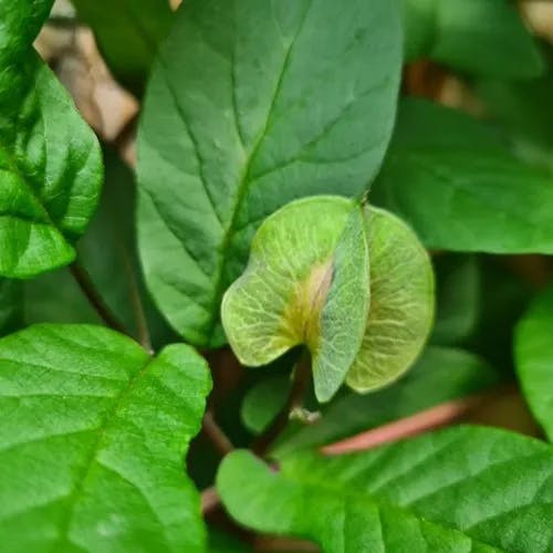 ツルコベア（蔓コベア） (Cobaea scandens)-i