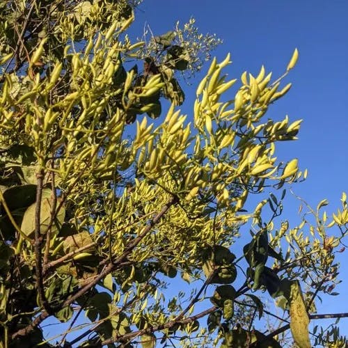 ハシドイ（丁香花） (Syringa reticulata)-i