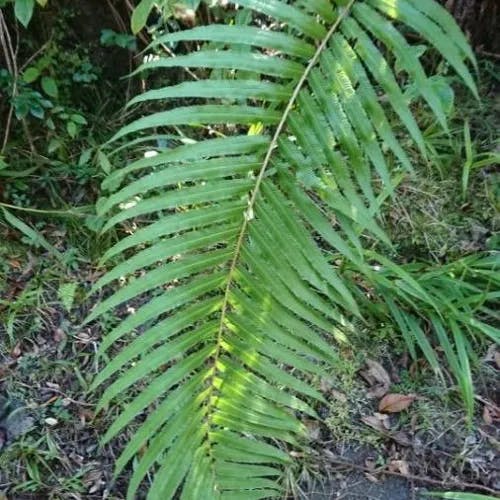 モエジマシダ（燃島羊歯） (Pteris vittata)-i