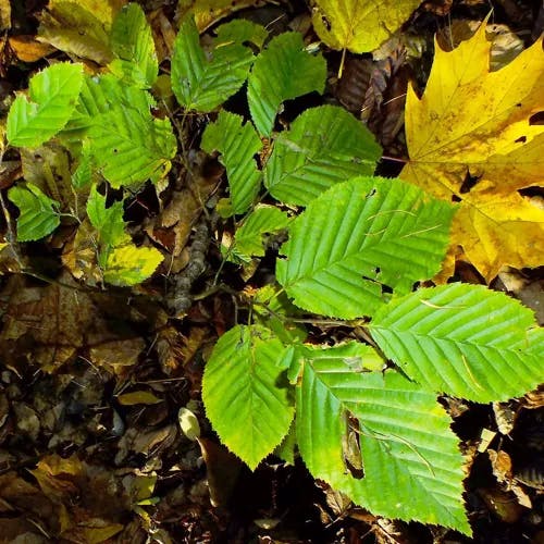 サワシバ（沢柴） (Carpinus cordata)-i