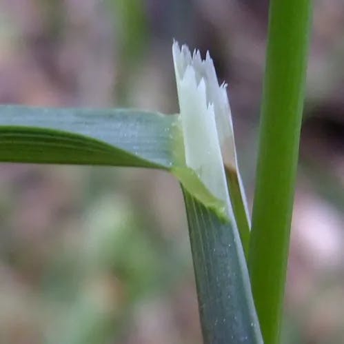 イブキヌカボ（伊吹糠穂） (Milium effusum)-i