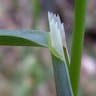 イブキヌカボ（伊吹糠穂） (Milium effusum)-i