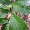 Milkwood (Tabernaemontana citrifolia)-i