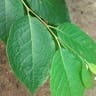 オオバアサガラ（大葉麻殻） (Pterostyrax hispidus)-i