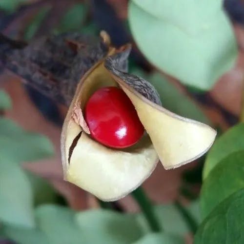 ナンバンアカアズキ（南蛮赤小豆） (Adenanthera pavonina)-i