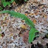 ヤシャイノデ（夜叉猪牙菜） (Polystichum neolobatum)-i