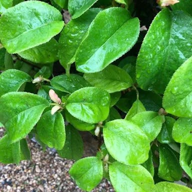 Chinese quince