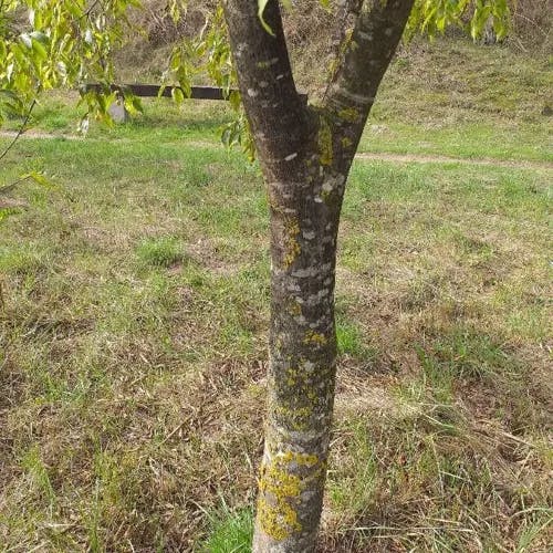 European hackberry (Celtis australis)-i