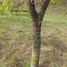 European hackberry (Celtis australis)-i