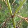 ハルシャギク（波斯菊） (Coreopsis tinctoria)-i
