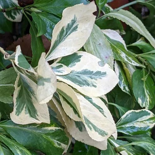 ツルマサキ（蔓柾） (Euonymus fortunei)-i